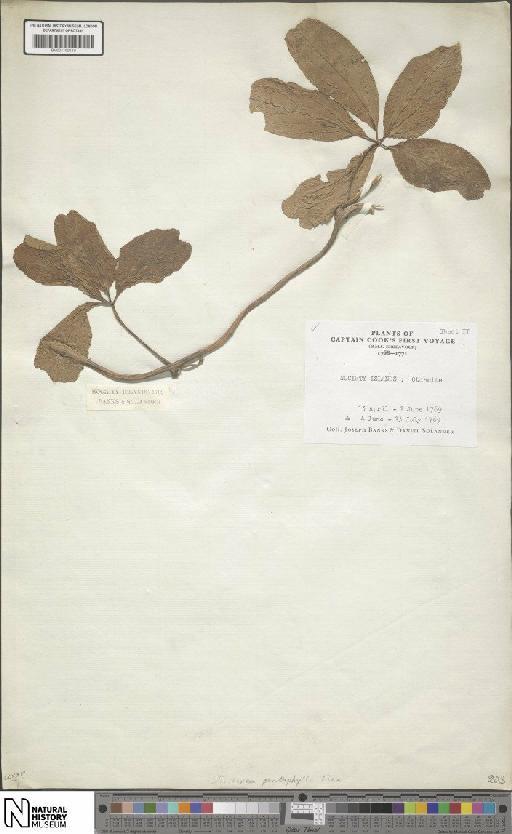 Dioscorea pentaphylla L. - BM001190110