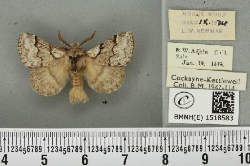 Trichiura crataegi (Linnaeus, 1758) - BMNHE_1518583_202223