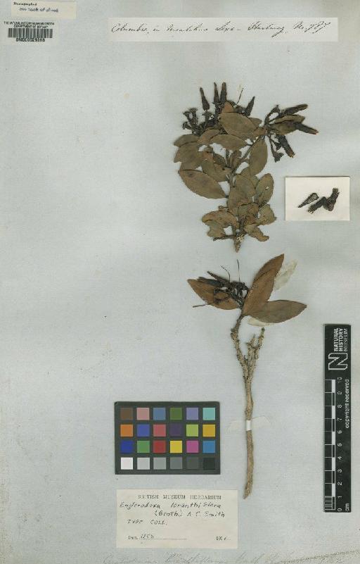 Ceratostema loranthiflora Benth. - BM000629285