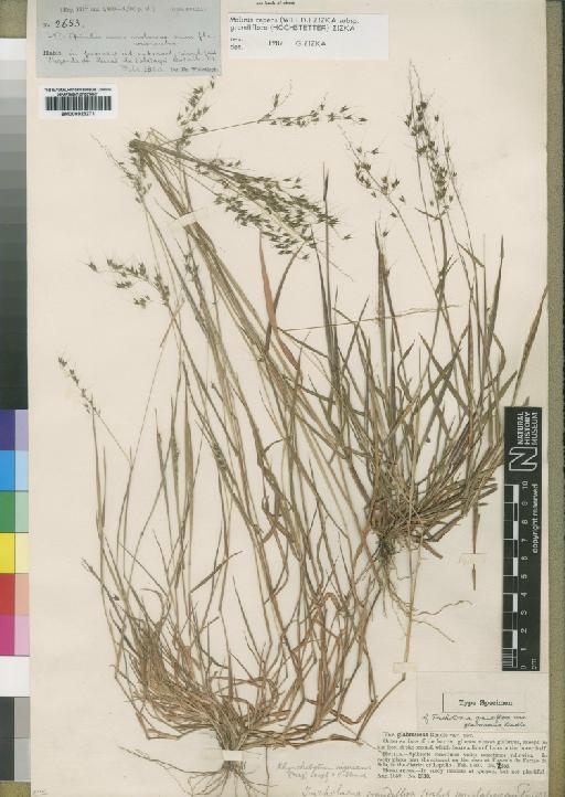 Melinis repens subsp. grandiflora (Hochst.) Zizka - BM000923271
