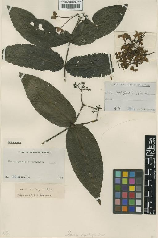 Ixora matangensis Ridl. - BM001190965