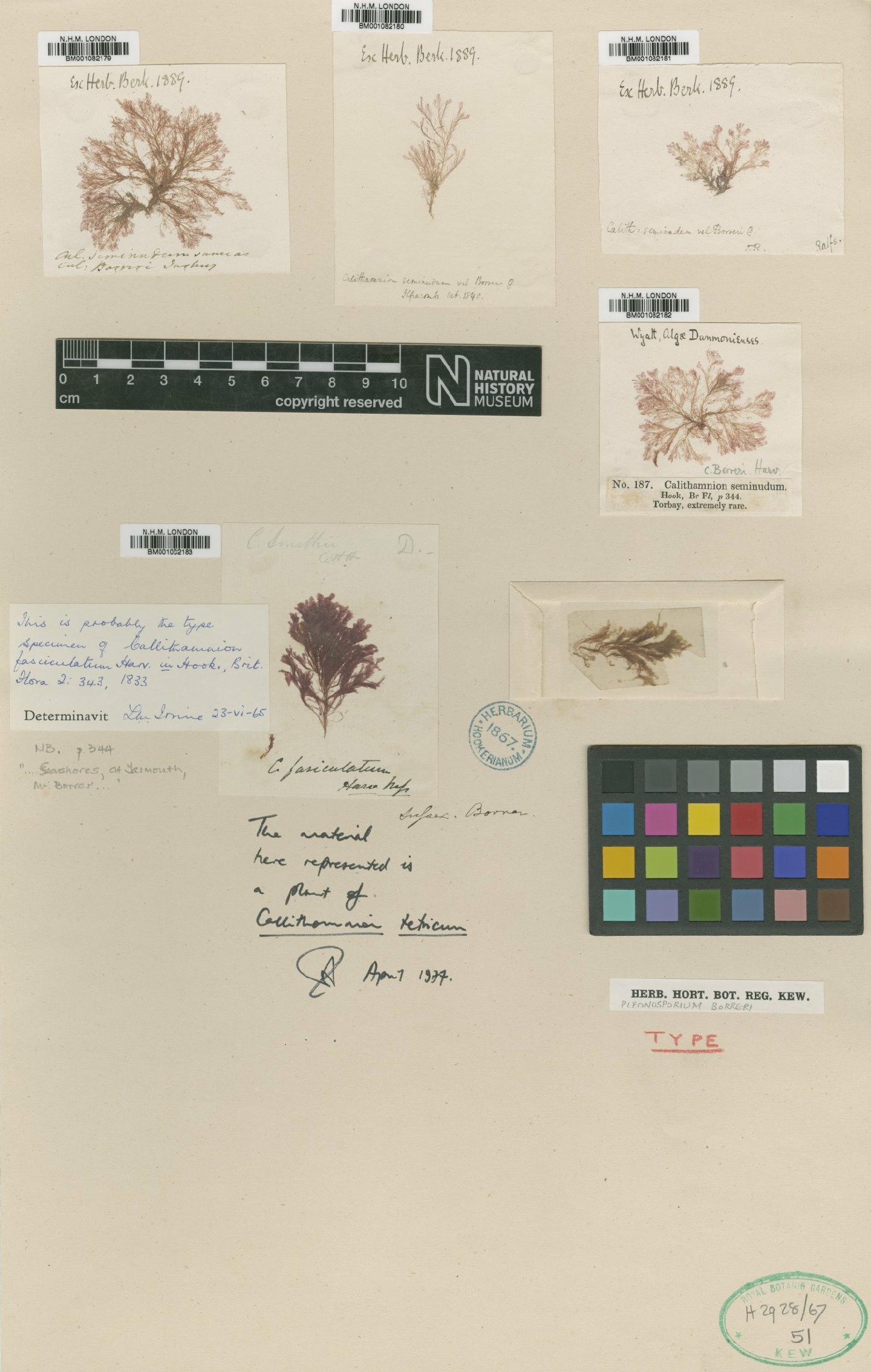 To NHMUK collection (Pleonosporium borreri var. fasciculatum (Harv.) Holmes & Batters; Type; NHMUK:ecatalogue:2301402)
