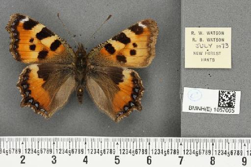 Aglais urticae (Linnaeus, 1758) - BMNHE_1057065_46677