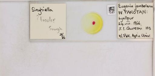 Singhiella bicolor Singh, 1931 - 013488319_117732_1092436_157853_NonType