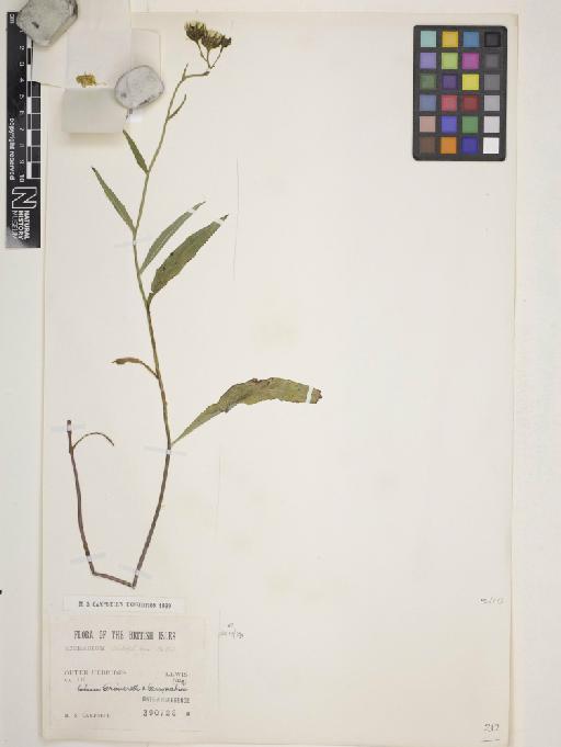Hieracium sparsifolium Lindeb. - 013863017_cap