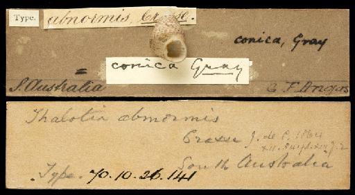 Trochus abnormis Crosse, 1864 - 1870.10.26.141_labels