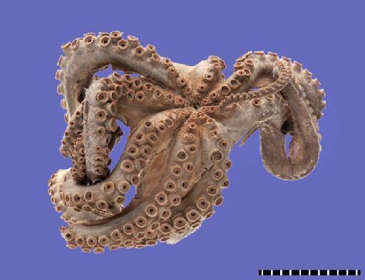 Octopus tenebricus Smith, 1884 - 1881.11.10.13-14, LECTOTYPE & PARALECTOTYPE, Octopus tenebricus Smith, 1884