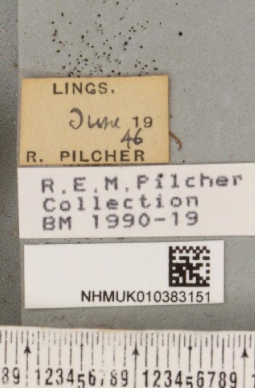 Parasemia plantaginis plantaginis (Linnaeus, 1758) - NHMUK_010383151_label_510449