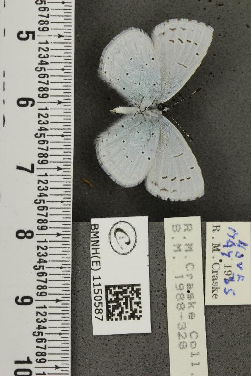 Celastrina argiolus britanna (Verity, 1919) - BMNHE_1150587_111982
