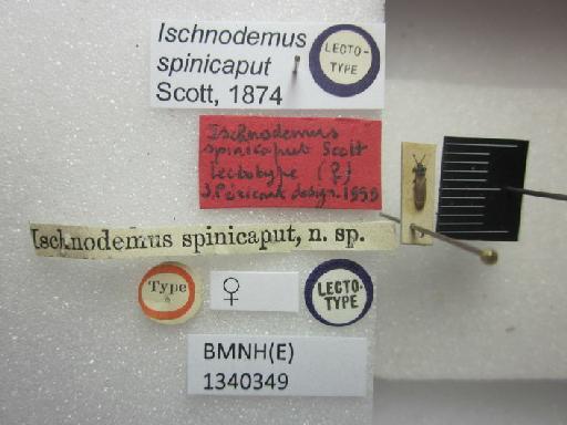 Ischnodemus spinicaput Scott, 1874 - Ischnodemus spinicaput-BMNH(E)1340349-Lectotype female dorsal & labels1