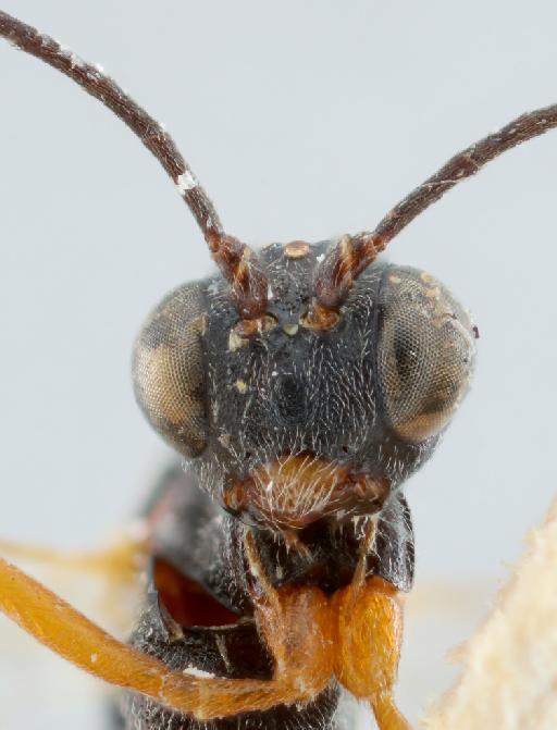 Lissonota trochanterator Aubert, 1972 - 015213389_Lissonota_trochanterator_holotype_face