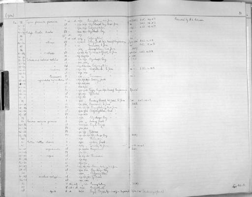 Rattus concolor equile Robinson and Kloss,  1927 - Zoology Accessions Register: Mammals: 1952 - 1964: page 31