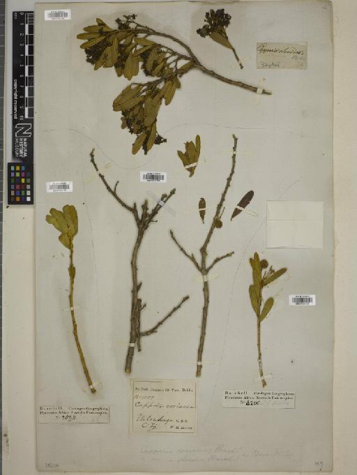 Capparis oleoides - BM010755156