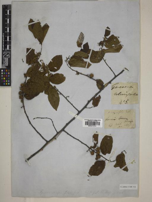 Grewia carpinifolia Juss. - BM000795049