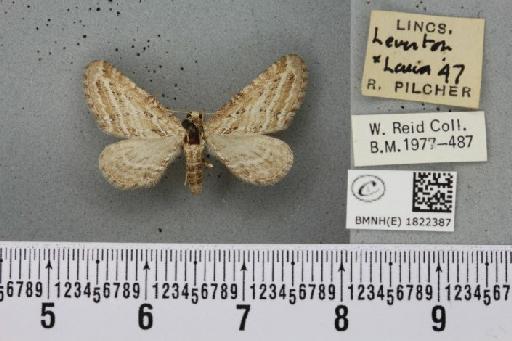 Eupithecia extensaria occidua Prout, 1914 - BMNHE_1822387_390747