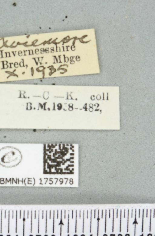 Thera juniperata scotica White, 1871 - BMNHE_1757978_label_339914