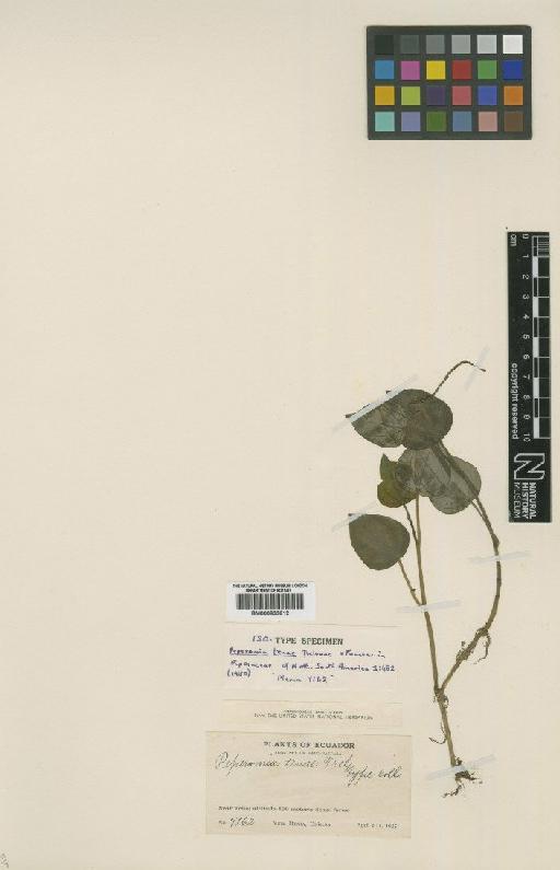 Peperomia tenae Trel. & Yunck. - BM000833612