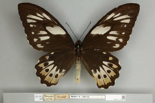 Ornithoptera priamus pronomus Gray, 1852 - 013604136__