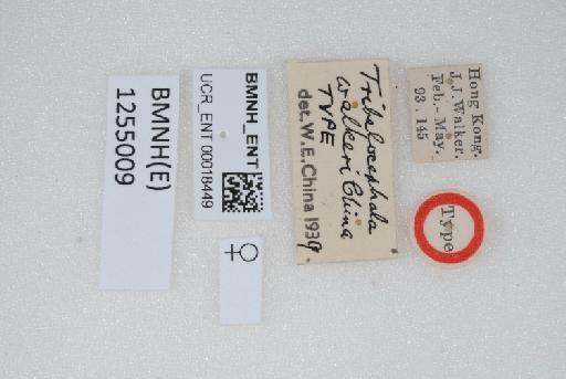 Tribelocephala walkeri China, 1940 - BMNH(E)1255009_Tribelocephala walkeri_Type_female_label