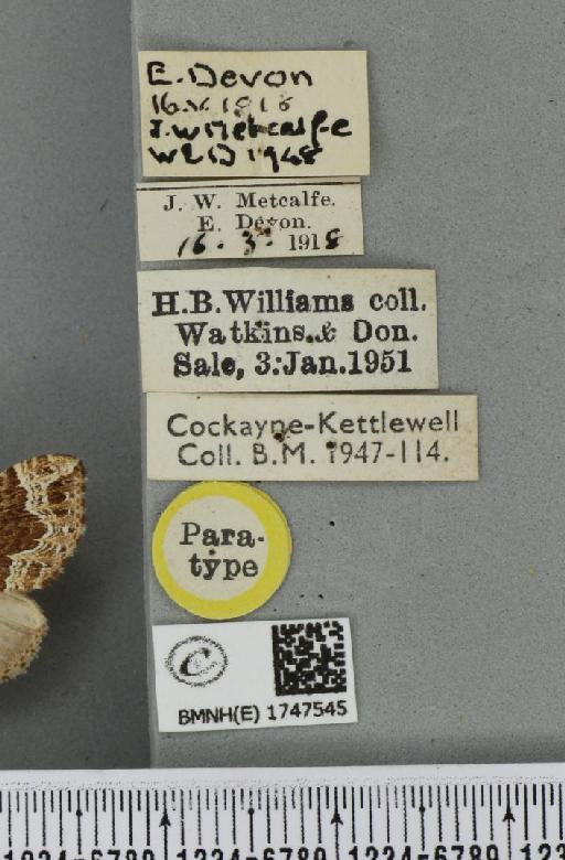 Lampropteryx otregiata (Metcalfe, 1917) - BMNHE_1747545_label_334428