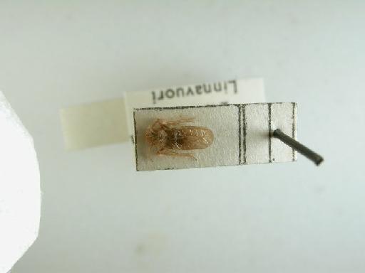 Putoniola vaulogeri Montandon, 1897 - Hemiptera: Putoniola vaulogeri Montandon