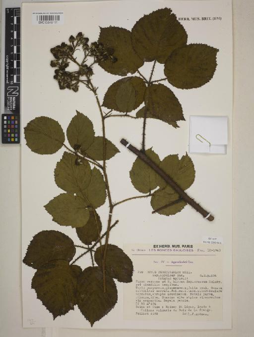 Rubus tereticaulis var. cordiger Sudre - BM013845111