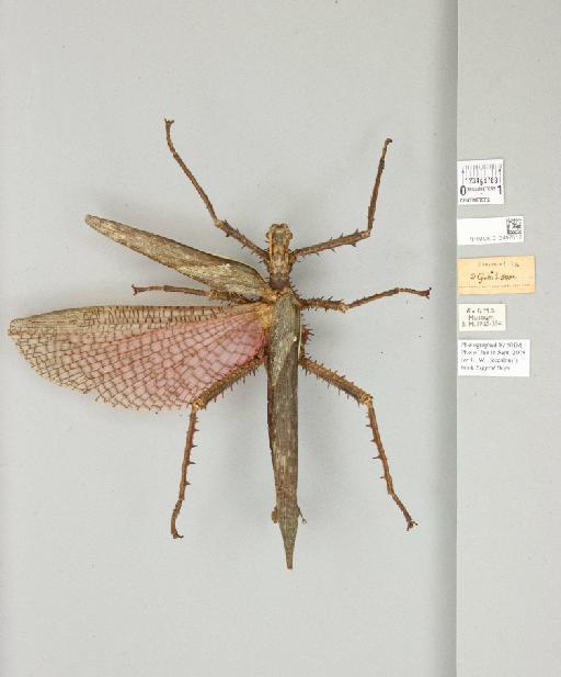 Heteropteryx dilatata (Parkinson, 1798) - 012497512_reverse