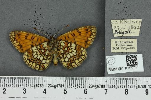 Melitaea athalia (Rottemburg, 1775) - BMNHE_1087717_58175