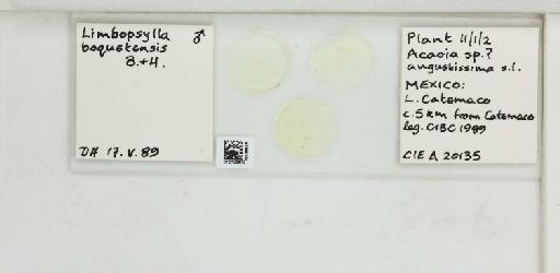 Heteropsylla boqueteensis Brown & Hodkinson, 1992 - 010723670_117194_1146199_157832_NonType