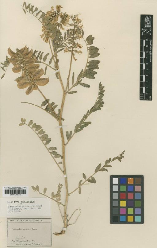 Astragalus pomonensis M.E.Jones - BM001042746