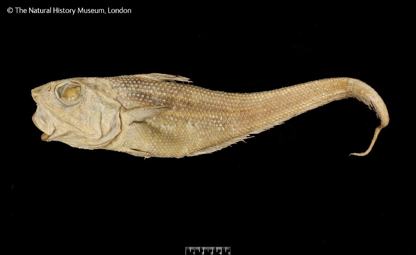 To NHMUK collection (Coryphaenoides carinatus Günther, 1878; HOLOTYPE; NHMUK:ecatalogue:3112696)