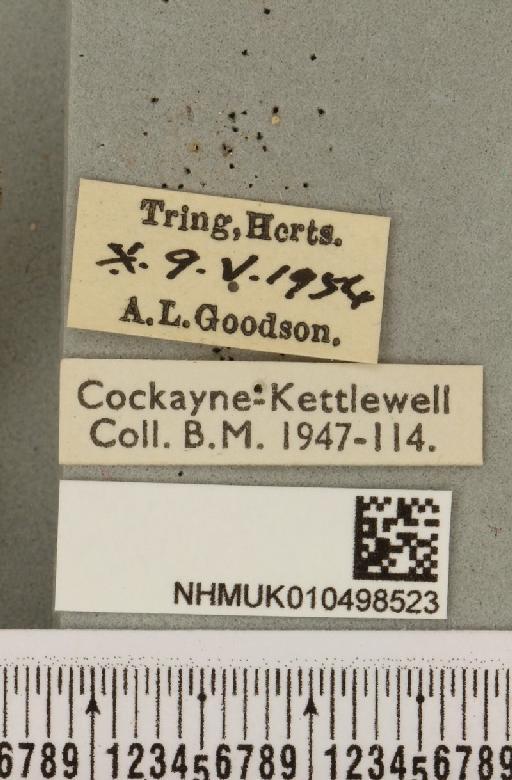 Colocasia coryli ab. melanotica Haverkampf, 1906 - NHMUK_010498523_label_556376