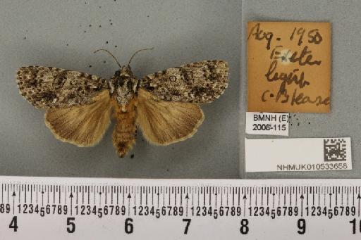 Acronicta rumicis (Linnaeus, 1758) - NHMUK_010533658_576260