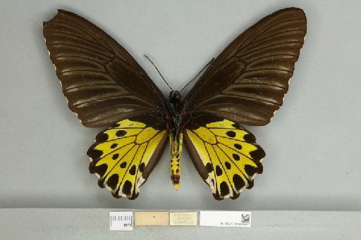 Troides helena cerberus Rothschild, 1895 - 013606457_additional