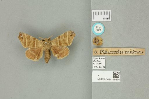 Parathyris truncata Walker, 1855 - 014199894 Parathyris truncata Walker, 1855 _Syntype _Dorsal_with_labels