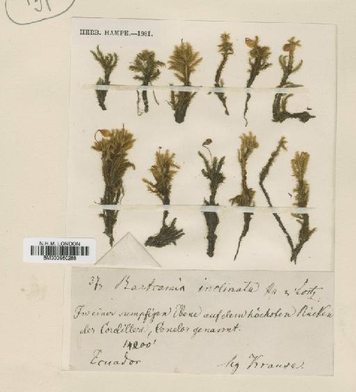 Breutelia inclinata (Hampe & Lorentz) A.Jaeger - BM000960288