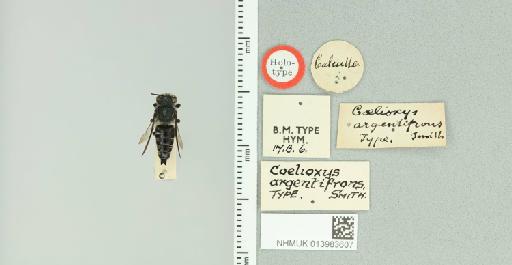 Coelioxys (Liothyrapis) argentifrons Smith, F., 1875 - 013983607_835851_612155-
