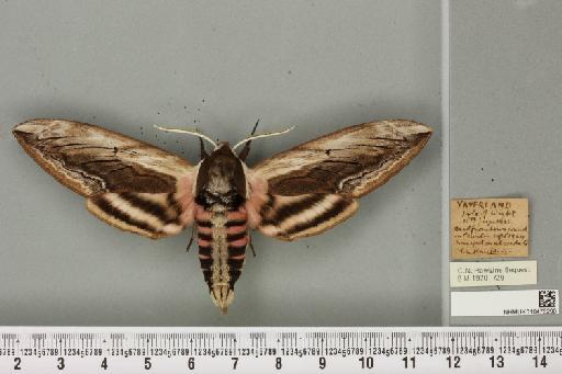 Sphinx ligustri Linnaeus, 1758 - NHMUK_010476290_533996