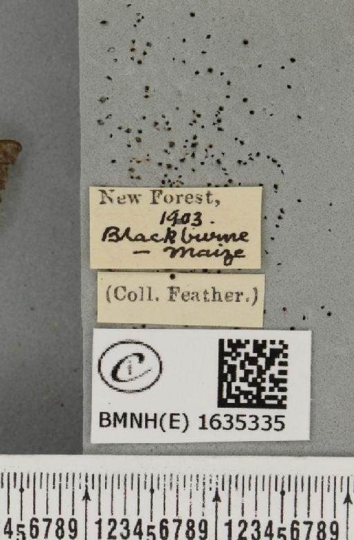 Hemaris tityus (Linnaeus, 1758) - BMNHE_1635335_label_205338