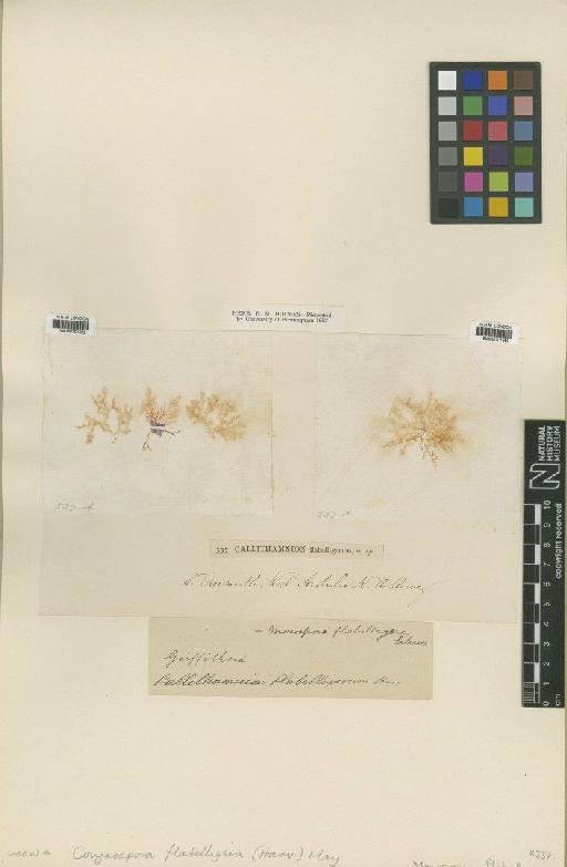 Anotrichium licmophorum (Harv.) Baldock - BM000701259