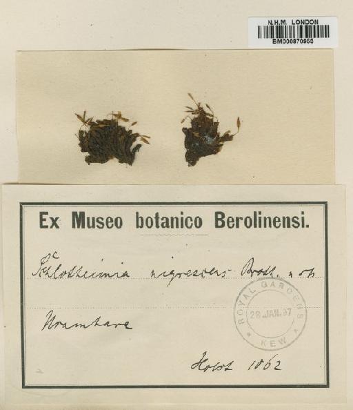Schlotheimia ferruginea (Hook. & Grev.) Brid. - BM000870953