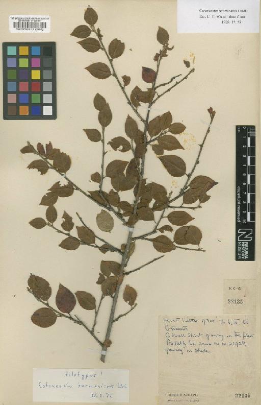 Cotoneaster burmanicus G.Klotz - BM000550217