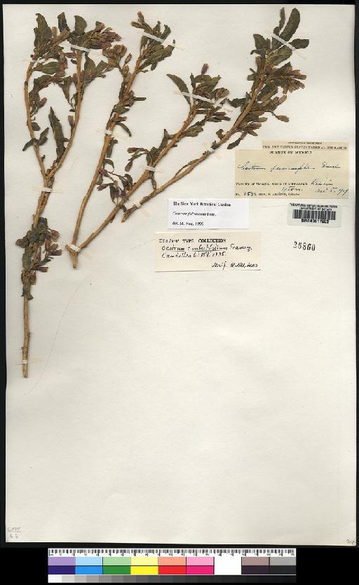 Cestrum fulvescens L.G.Fern. - Spruce - BM000617902