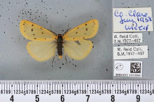 Setina irrorella (Linnaeus, 1758) - BMNHE_1660066_290469