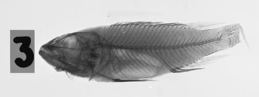 Haplochromis avium Regan, 1929 - BMNH 1929.2.15.3, HOLOTYPE, Haplochromis avium, radiograph