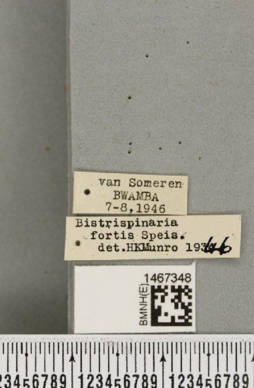 Bistrispinaria fortis (Speiser, 1913) - BMNHE_1467348_label_27730