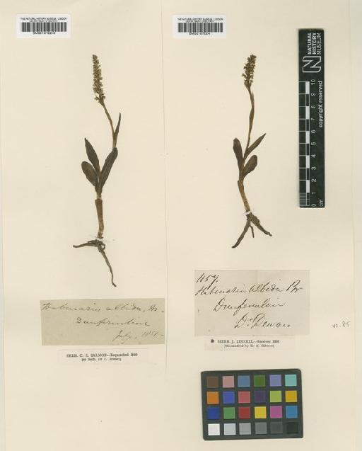 Pseudorchis albida (L.) Á.Löve & D.Löve - BM001072241.tif
