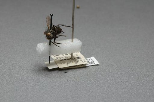 Sarcophaga (Thyrsocnema) incisilobata Pandelle, 1896 - 015093650_additional_3