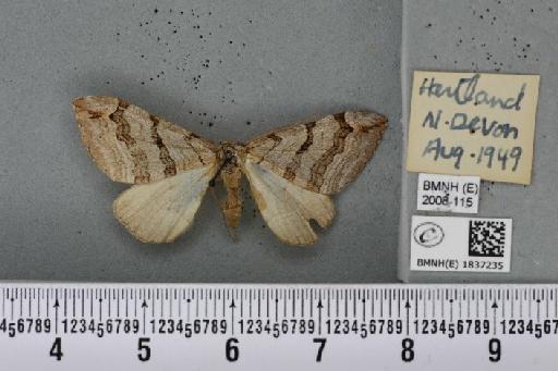 Aplocera plagiata plagiata (Linnaeus, 1758) - BMNHE_1837235_a_406646