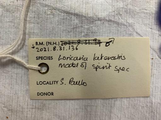 Loricaria latirostris Boulenger, 1900 - BMNH 2021.8.31.136, Loricaria latirostris, label